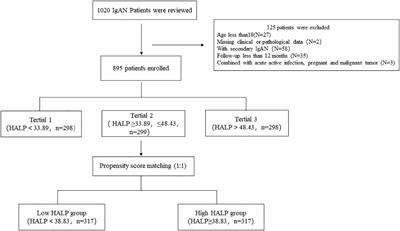 Haemoglobin, albumin, lymphocyte, and platelet score as an independent predictor for renal prognosis in IgA nephropathy